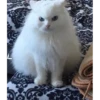 Cats 11