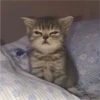 Cats 25