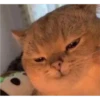 Cats 26