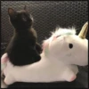 More cats 26