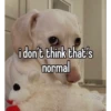 homophobic dog 20