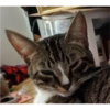 Cats 27