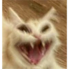 Cats 28