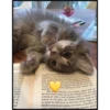 More cats 27