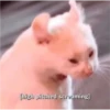Cats 29