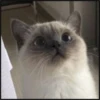 More cats 29