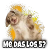 ME DAS LOS 5?