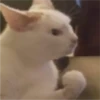 Cats 2 Electric Boogaloo 5