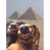 qUaLcOsA! 6