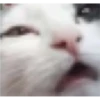 Cats 2 Electric Boogaloo 10