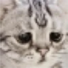 Cats 2 Electric Boogaloo 11