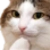 Cats 2 Electric Boogaloo 12