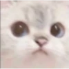 Cats 2 Electric Boogaloo 13
