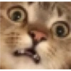 Cats 2 Electric Boogaloo 14