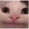 Cats 2 Electric Boogaloo 15