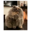 Cats 2 Electric Boogaloo 16