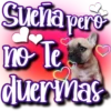 Dog & Frases    C☆ 5