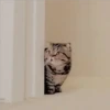 Gatitos Miiiaw 5