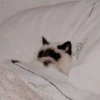 Gatitos Miiiaw 6