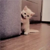 Gatitos Miiiaw 7