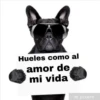 Hueles como al
amor de
mi vida
@pixers