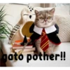 gatito lindo  ️ 7