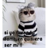 gatito lindo  ️ 9