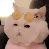 Gatitos Miiiaw 9