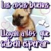 Dog & Frases    C☆ 12