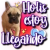 Dog & Frases    C☆ 13