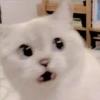 Gatitos Miiiaw 2 5