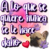 Dog & Frases    C☆ 14