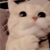 Gatitos Miiiaw 2 6