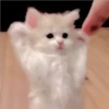 Gatitos Miiiaw 12
