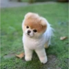 perritos tiernos 6