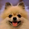 perritos tiernos 7