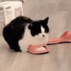 Gatitos Miiiaw 2 7