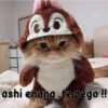 gatito lindo  ️ 12