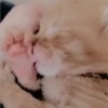 Gatitos Miiiaw 14
