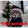 gatito lindo  ️ 14