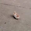 Gatitos Miiiaw 2 10