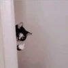 Gatitos Miiiaw 17