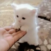Gatitos Miiiaw 18
