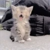 Gatitos Miiiaw 19