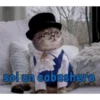 gatito lindo  ️ 15