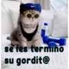gatito lindo  ️ 16