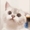 Kitten 14