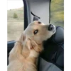 perritos tiernos 10