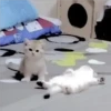 Gatitos Miiiaw 2 12