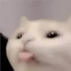 Gatitos Miiiaw 2 13